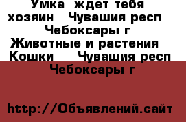 Умка  ждет тебя, хозяин - Чувашия респ., Чебоксары г. Животные и растения » Кошки   . Чувашия респ.,Чебоксары г.